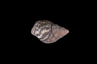 藏品(芝麻螺)的圖片